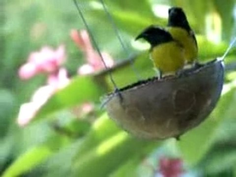 Sucriers à Deshaies en Guadeloupe
