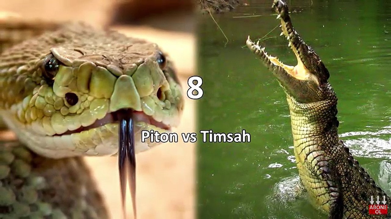 En İnanılmaz ve Şaşırtıcı 10 Hayvan Kavgası