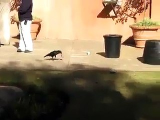 Join the Movement: Animals and People Together to Clean India 🧹