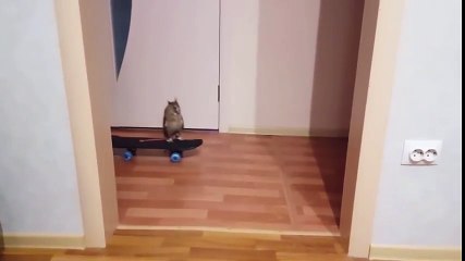 Cette chouette fait du Skateboard !!! Tellement drole