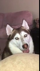 "On mange ? " La réaction de ce chien est enorme !