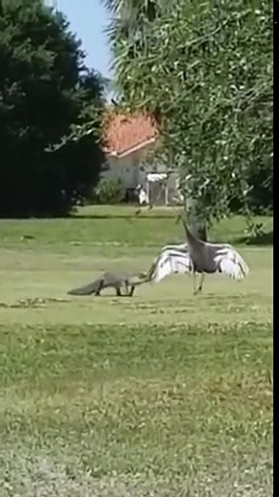 Face à un crocodile, cet oiseau protège ses bébés en s'opposant !