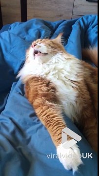 Ce chat a l'air complètement défoncé !!! Meilleure sieste du monde...