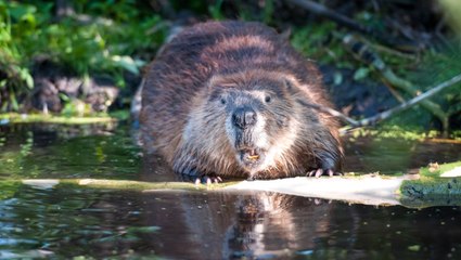 Kunduz İstilasına Belediye Başkanından Çözüm Önerisi: Pişirip Yiyelim!