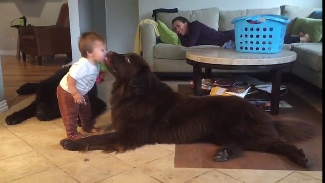 Beba je prišla da poljubi psa, ali ono što je uslijedilo je više nego je očekivala!