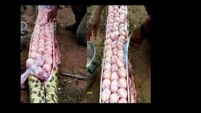 Allah ki Qudrat ll Allah ki qudrat ka karishma ll WEIRDEST Things Ever Found in Animals