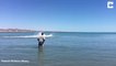 Cet homme inconscient s'approche d'un grand requin blanc échoué en bord de plage
