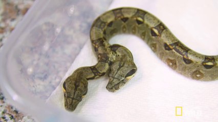 Ce serpent est né avec 2 têtes