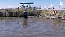 Un étudiant s'amuse à marcher dans l'eau avec des crocodiles et va vite le regretter