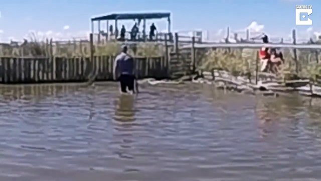 Un étudiant s'amuse à marcher dans l'eau avec des crocodiles et va vite le regretter