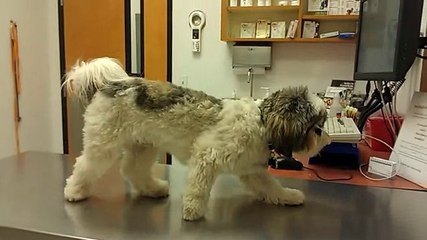 Un chien figé chez le vétérinaire