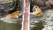 Two Tigers Go For A Swim