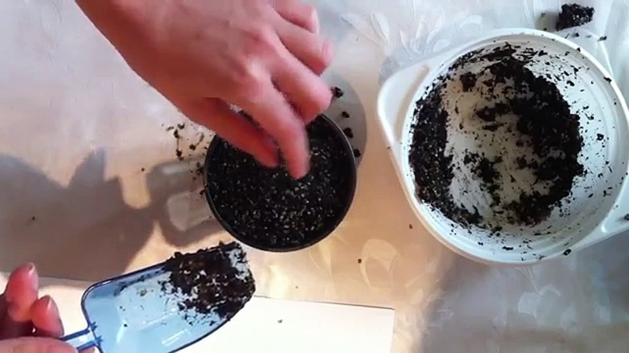 Growing Drosera carnivorous plants from seeds - Step by step - Part 4