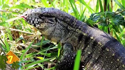 11 Worldss WORST Invasive Species