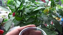 How to Breed Peppers - Cross Pollinating to Create a New Variety.