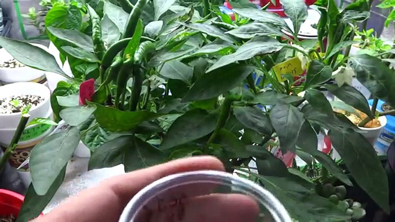 How to Breed Peppers Cross Pollinating to Create a New Variety