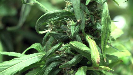 "Mamá Cultiva": marihuana devuelve esperanza a niños epilépticos