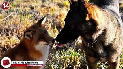 15 Amazing Animal Friendships You Wont Believe!