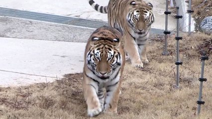 백두산 호랑이 일반에 첫 선...백두대간 수목원 개장 / YTN