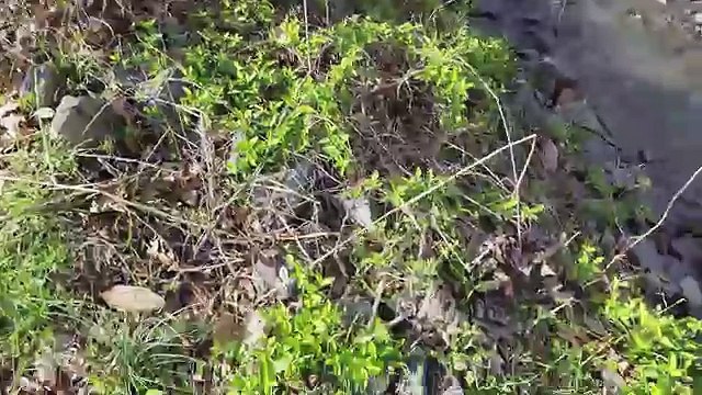 SHAWN ❤️s GROCERIES + ELECTRIC SKATEBOARD w- PUPPY! (FUNnel Vision BROKE MY PHONE Vlog)