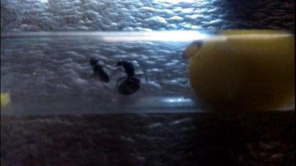 БИТВА!!! МАТКА ПРОТИВ ПАРАЗИТА!!!