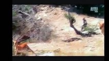 Top 20 Animals Hunting Caught In Action Forest Wildlife Hunting Most Deadliest African Animals Fight
