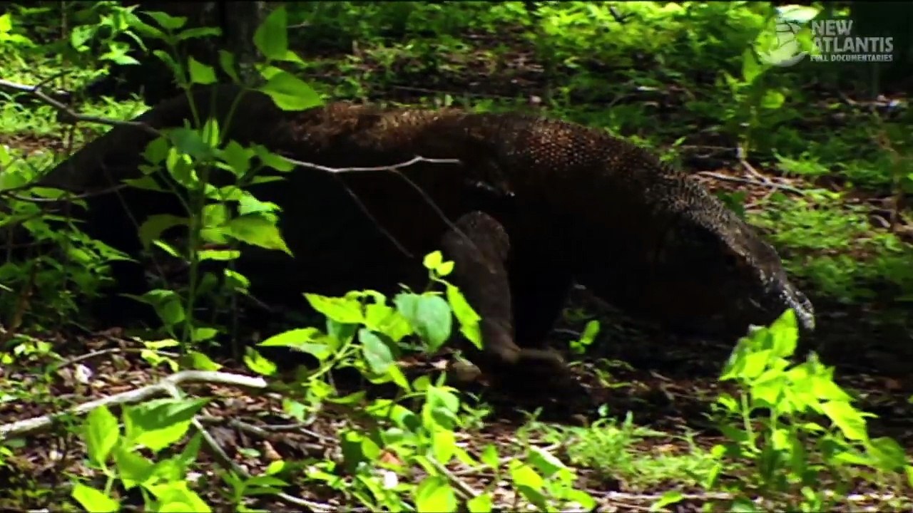 Komodo and Sumatra: Land of Dragons (part 4/5)
