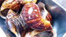 How to de-Shell Giant African Land Snails