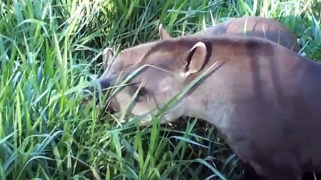 Animais, Fauna pantaneira, Fauna brasileira, pantanal, vida selvagem,