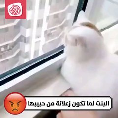 عشان هيك لازم ندير بالنا على الجنس اللطيف...حملة ادعمهم بركوا لانوا 
