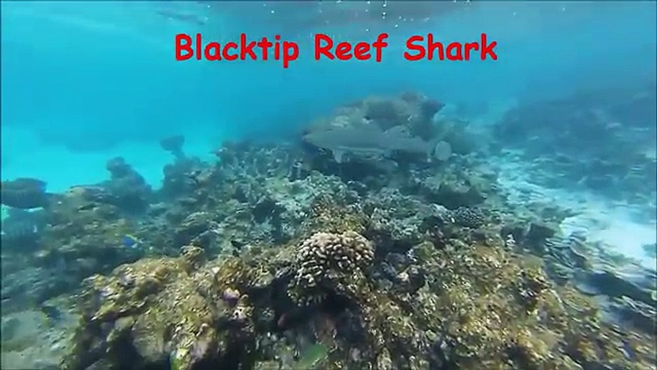 Sharks Peekaboo Learning Sea Animals for Children Shark Names