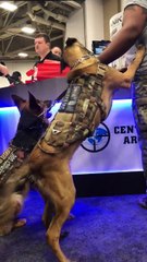 Tactical dogs   at  @NRA @AnnualMeetings at the Kay Baily Hutchinson Convention Center. May 4, 2018  #Dallas #Texas #NRA #NRAAM #TeamBullet #Glock
