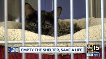 MCACC hosts 'Empty the Shelters' event