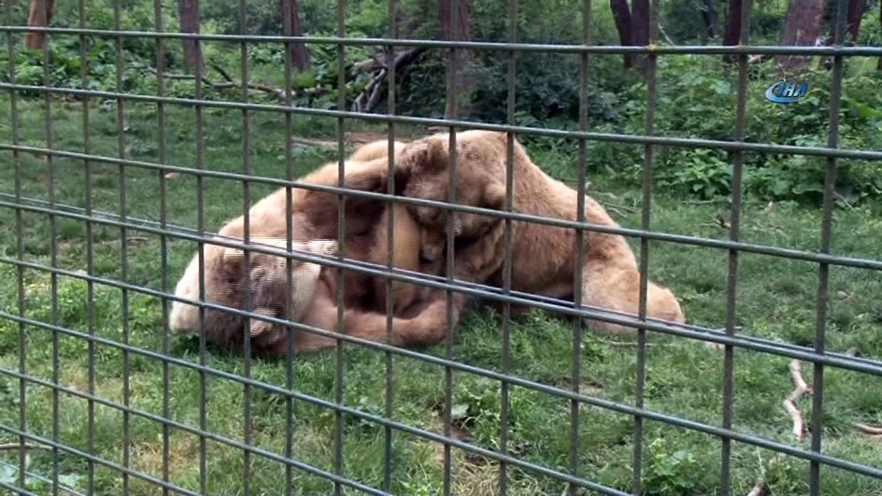 Güreş tutan ayılar renkli görüntülere sahne oldu