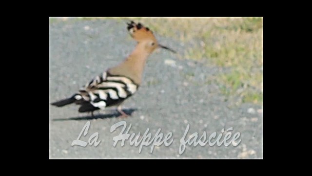 La Huppe fasciée