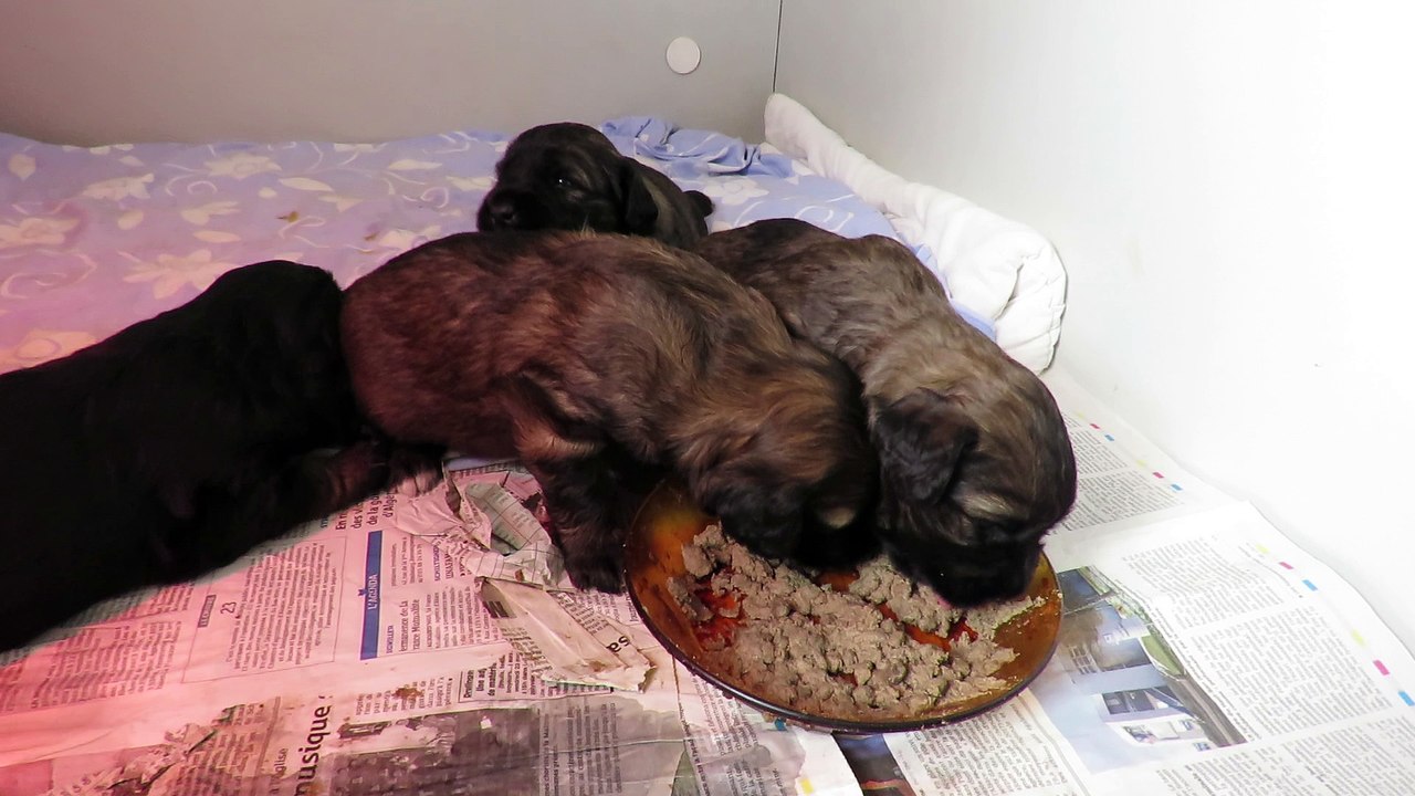 Le premier repas des bébés chiens. (Chiots berger catalan 2018)