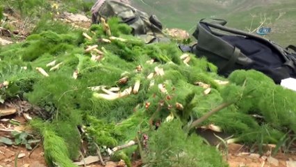 Terörden temizlenen Kato Dağı, pancar toplayanlara ekmek kapısı oldu