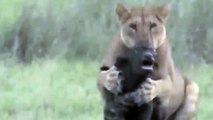 Lion Vs Buffalo Fight To Death | Mother Buffalo saves Baby From Lion But Mother Buffalo Death