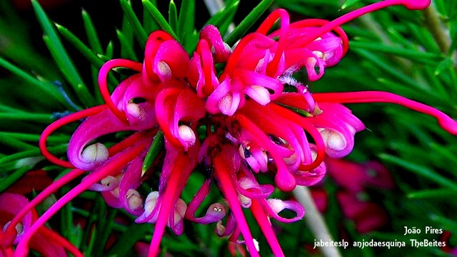 Flores e Cores a 5-5-2018, lá prós lados de Belmonte.