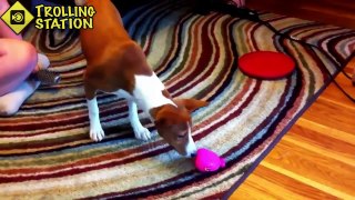 Best Funny Animal Videos Compilation 2018 NEW HD