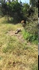Un lion attaque son propriétaire en Afrique du Sud