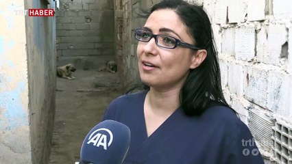 Ölümü bekleyen köpekleri hayata bağladı