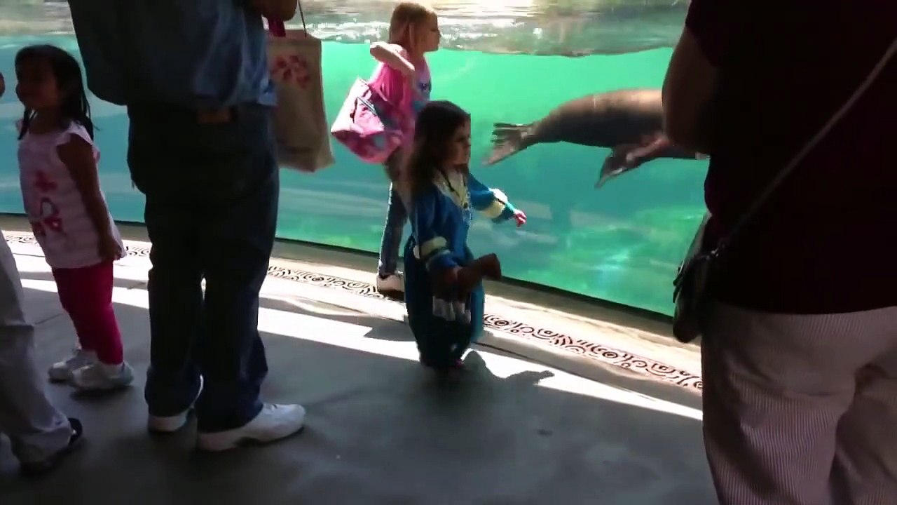 Ce lion de mer s'inquiète pour une fillette qui vient de tomber