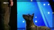 Smartest Dog on Romania's Show Talent
 2018 | Show Talent
 Global