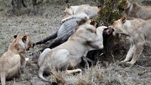 Lion Kills Buffalo - Wild Animal attacks videos