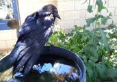 Guy Becomes Best Friends With Wild Crow