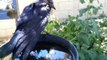 Guy Becomes Best Friends With Wild Crow