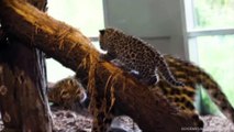 Adorable Leopard Cubs Are Fan Favorites at the Vienna Zoo