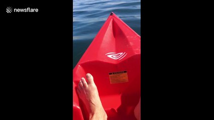 Kayaker has beautiful dolphin encounter in sunny Cornwall