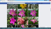 Visualizar álbum de fotos no Facebook